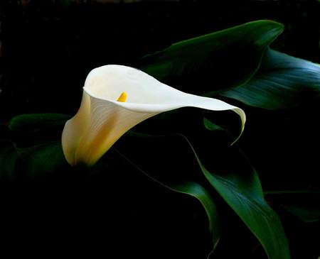 Calla.